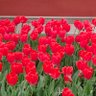 Фото профиля Roco Picaso