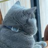Siryoung profil fotoğrafı
