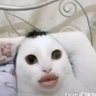 camil 的头像