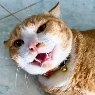 ₍^. .^₎⟆⋆˚🐾˖°ᨐᵉᵒʷ's profile picture