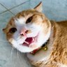 Profilbild von ₍^. .^₎⟆⋆˚🐾˖°ᨐᵉᵒʷ