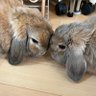 NAKO's profile picture