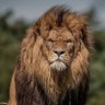 BarbaryLion profil fotoğrafı