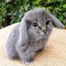 AlexickoN profil fotoğrafı