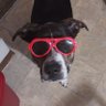 Fox_Mortus's profile picture
