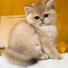 SilverFatCat 的头像