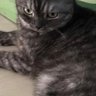 Mymegg's profile picture