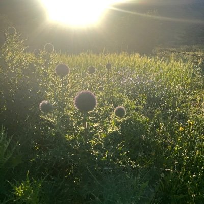 maherazz2's profile picture