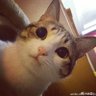 caozheng profil fotoğrafı
