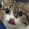 カツヲ@漫画ときどき猫's profile picture