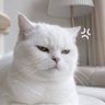 Pon Enough's profile picture