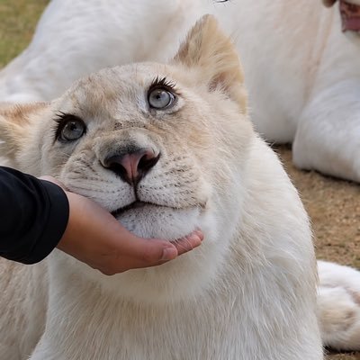 Lunaincrisis's profile picture