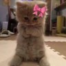 Nitesh profil fotoğrafı