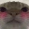 AAA三角洲航天囤囤鼠's profile picture