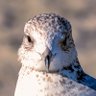 Archbard profil fotoğrafı