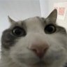 Profilbild von Ry