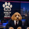 Фото профиля Dublin City News