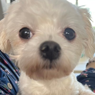따랑이's profile picture