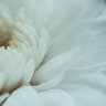 陽だまり 🌻 profil fotoğrafı