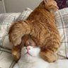 猫背のコータ🇯🇵's profile picture