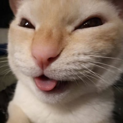 Cats_ooc's profile picture