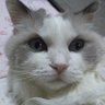 鮭茶漬け's profile picture