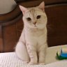 Tea Bath's profile picture