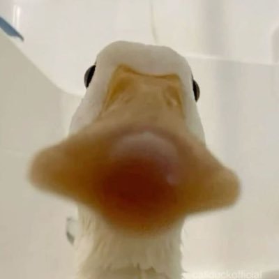 SattamAltwaim's profile picture