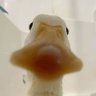 Profilbild von Sattam