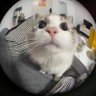 cat 的头像