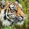 Anwaar Khan's profile picture