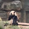 Фото профиля 一只黄
