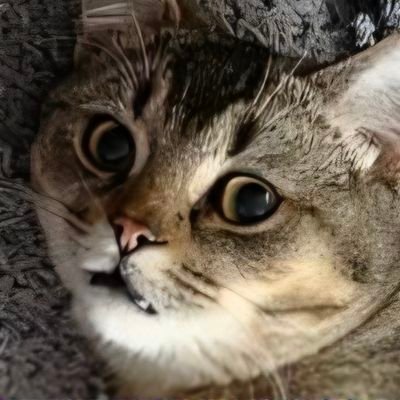 Skiff's profile picture