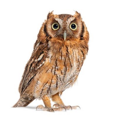 tiredowl_12's profile picture
