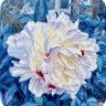 Фото профиля C0ffeeM