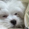 P. แม่เอหมี 99.99%'s profile picture