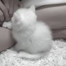 にゃ 的头像