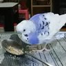 みゆ 的头像