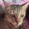 Toanphan's profile picture