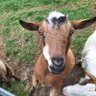 Ōzeki GOAT 的头像