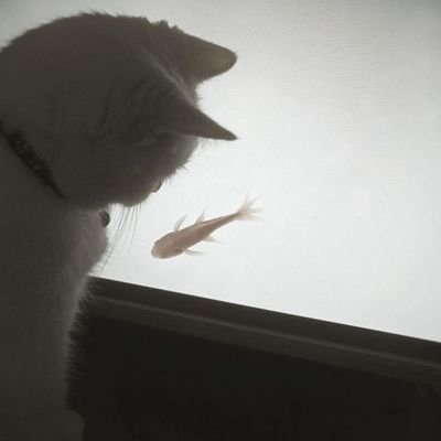 pia's profile picture