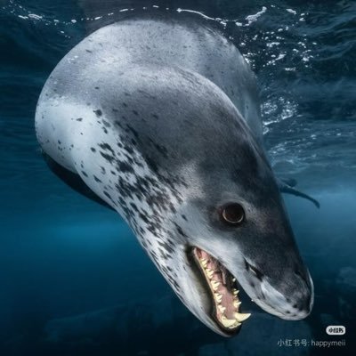 Baobao67676767's profile picture
