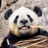 Profilbild von パンダコパンダ