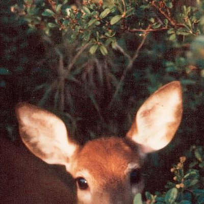 Limitlessavoida's profile picture