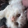 むぎちゃん 的头像