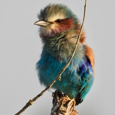 Lemma the Optimist's profile picture