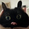 fbkfanwww's profile picture