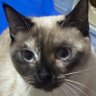 ウルティ's profile picture