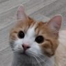 Profilbild von LeChatOrange