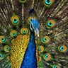 SK profil fotoğrafı